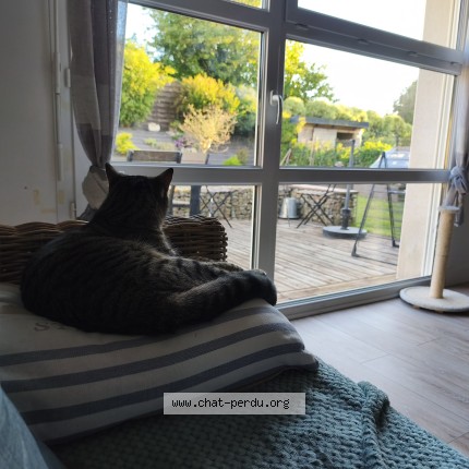 Photo 1/1 Arybo Chat perdu à Cherbourg En Cotentin