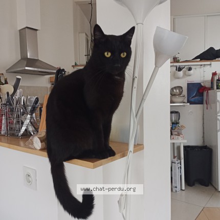 Photo 1/1 catsby Chat perdu à Montpellier