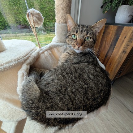 Photo 1/1 Alfred Chat perdu à Landevant