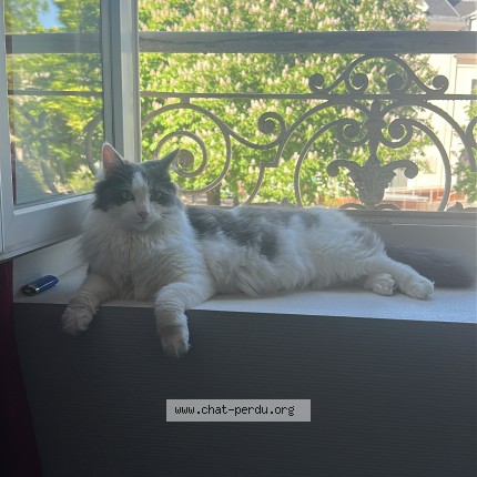 Photo 1/1 Mimi Chat perdu à Villeurbanne
