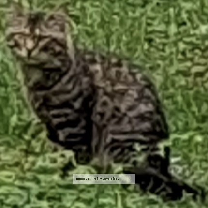 Photo 1/1 Chat trouvé Trouvé à Paris