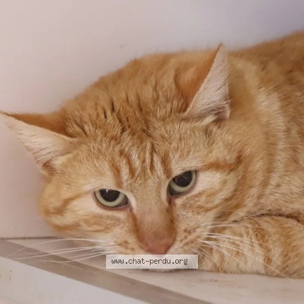 Photo de chat perdu à Toutenant
