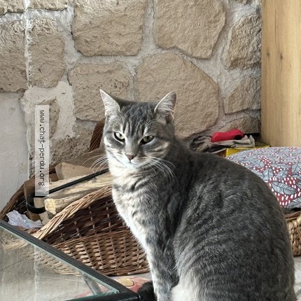 Photo 1/1 princesse Chat perdu à Vernouillet