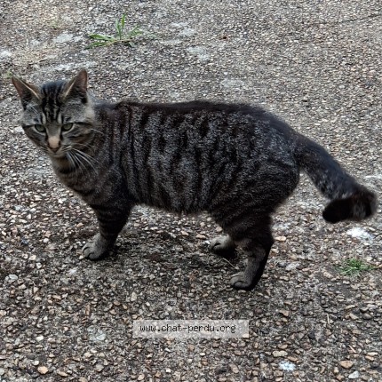 Photo 1/1 Chat trouvé Trouvé à Cause De Clerans