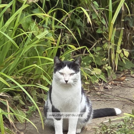 Photo 1/1 Titi Chat perdu à Flers