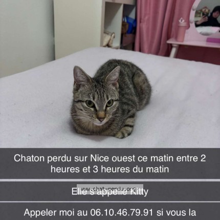Photo de chat perdu à Nice