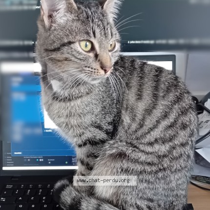 Photo de chat perdu à Coulaines
