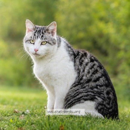 Photo de chat perdu à Galapian