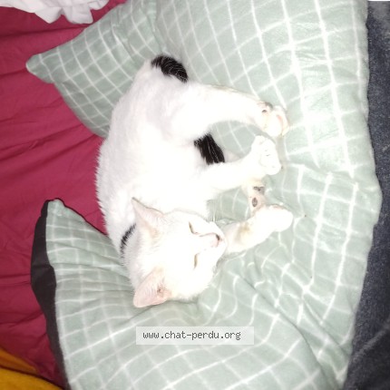 Photo de chat perdu à Kiffis