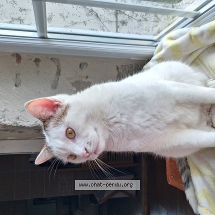 Photo de chat perdu à Bastanes