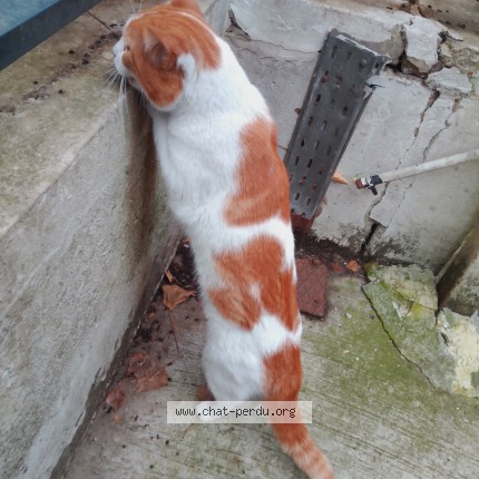 Photo de chat trouvé à Paris