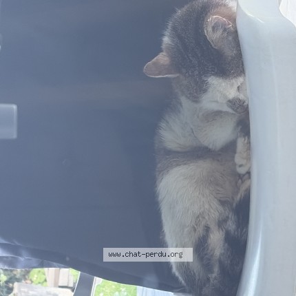Photo de chat trouvé à Bourg En Bresse