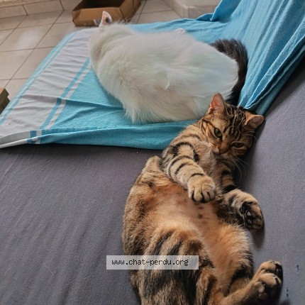 Photo de chat perdu à Surgeres