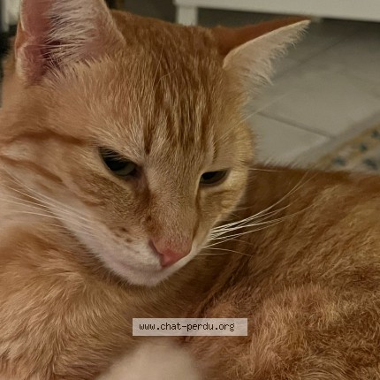 Photo de chat perdu à Magne