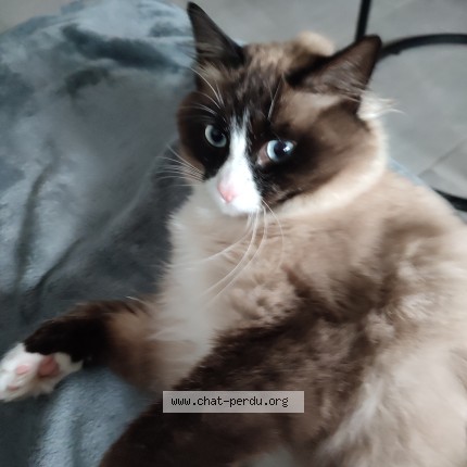 Photo de chat perdu à Wingles