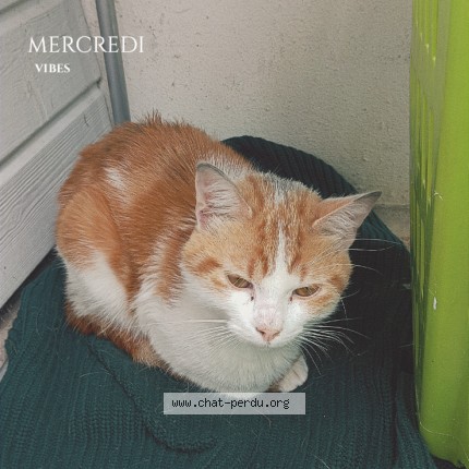 Photo 2/2 Chat trouvé Trouvé à Vitry Le Francois