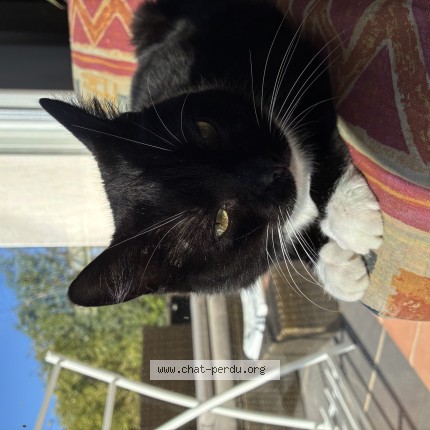 Photo 1/1 dounedoune Chat perdu à Vendres