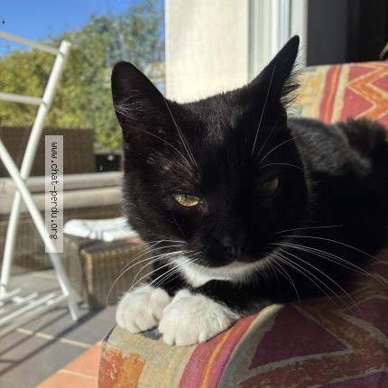 Photo 1/1 Chat retrouvé Perdu à Vendres