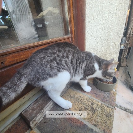 Photo de chat trouvé à Faremoutiers