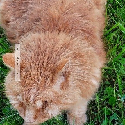 Photo de chat trouvé à Jandun