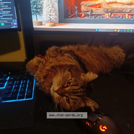 Photo de chat perdu à Bouillac