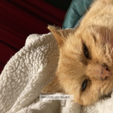 Photo de chat perdu à Quimper
