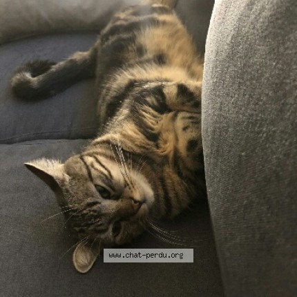 Photo de chat perdu à Villefontaine