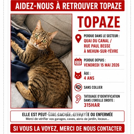Photo 1/1 Topaze Chat perdu à Mehun Sur Yevre
