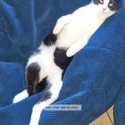 Photo de chat perdu à Montauban