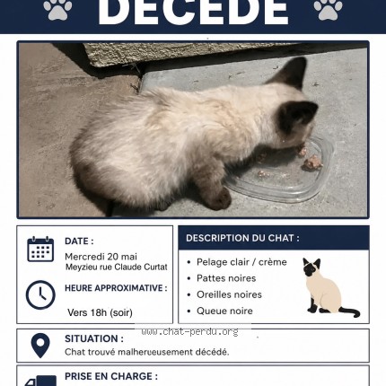 Photo de chat trouvé à Meyzieu
