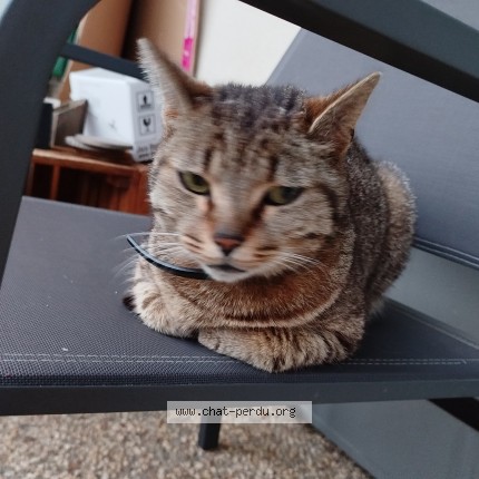 Photo de chat trouvé à Courson Les Carrieres