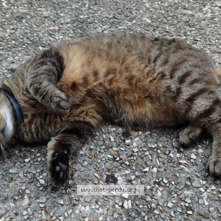Photo 3/3 Chat trouvé Trouvé à Courson Les Carrieres