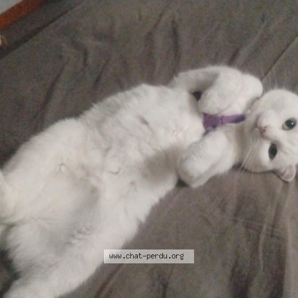 Photo de chat perdu à Breal Sous Montfort