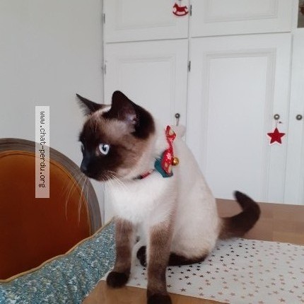 Photo de chat perdu à Mont De Marsan