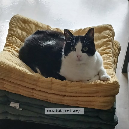 Photo de chat perdu à Pluvigner