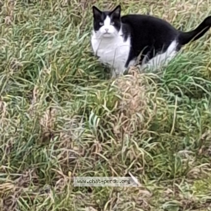 Photo de chat perdu à Sin Le Noble