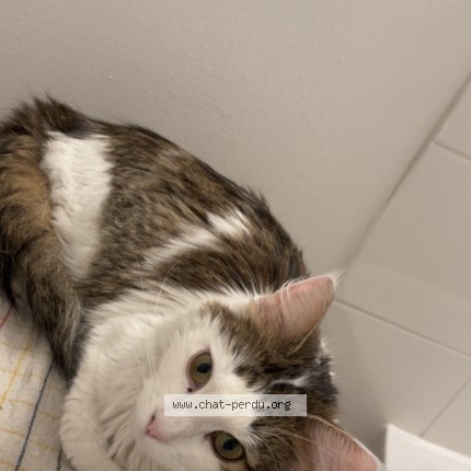 Photo de chat trouvé à Roche La Moliere