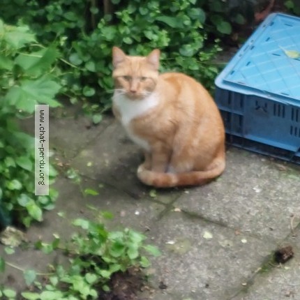 Photo 1/3 Chat trouvé Trouvé à Schaerbeek