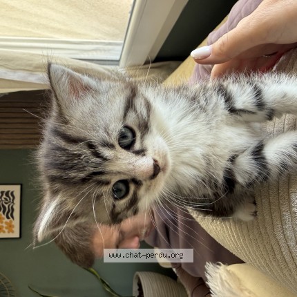 Photo de chat perdu à Maulevrier Sainte Gertrude