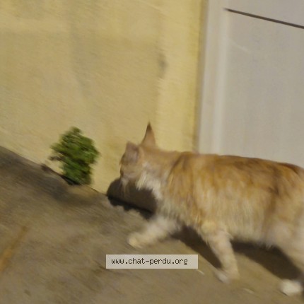 Photo de chat trouvé à Perpignan