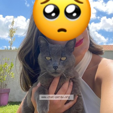 Photo de chat perdu à Vaux Sur Mer