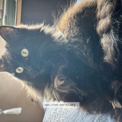 Photo de chat perdu à Chatou