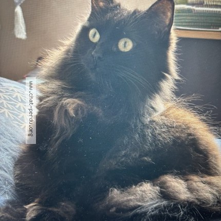 Photo 1/1 scarlette Chat perdu à Chatou