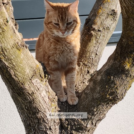 Photo de chat perdu à Puygouzon