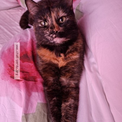 Photo de chat perdu à Soreze