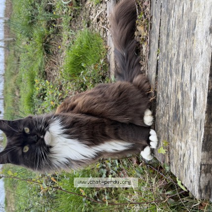 Photo 1/1 lana Chat perdu à Urrugne