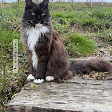 Photo 1/1 Chat retrouvé Perdu à Urrugne