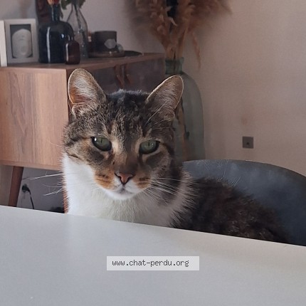 Photo 1/1 hermes Chat perdu à Saleilles