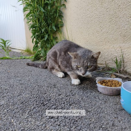 Photo de chat trouvé à Chaponnay