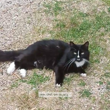 Photo de chat perdu à Bourg En Bresse